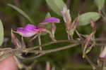 Eastern milkpea